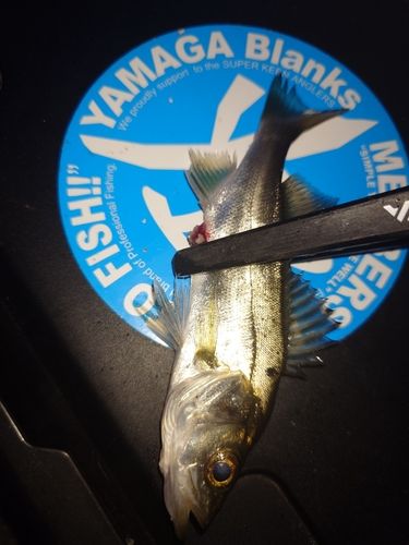 セイゴ（マルスズキ）の釣果