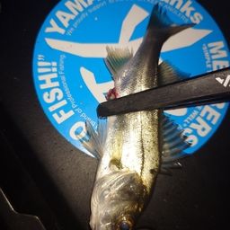 セイゴ（マルスズキ）