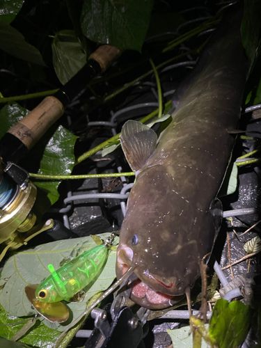 ナマズの釣果