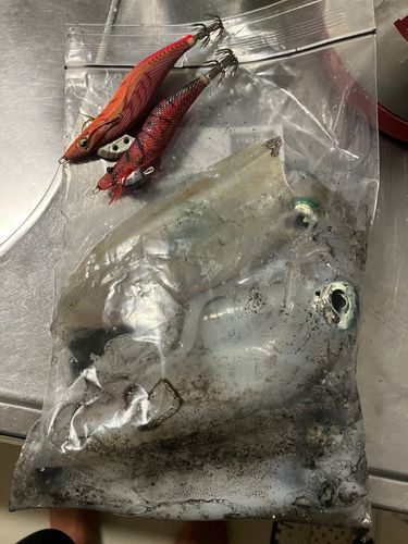 駿河湾