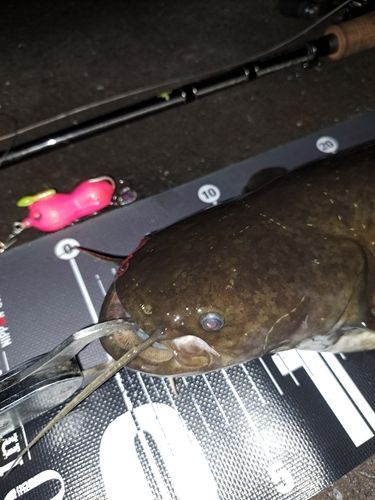 ナマズの釣果