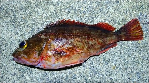 カサゴの釣果