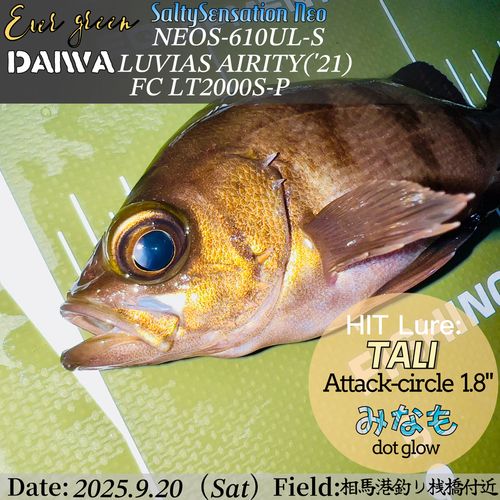 メバルの釣果