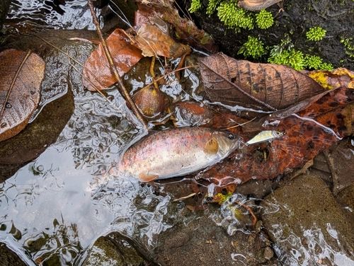アマゴの釣果