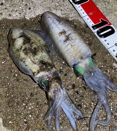 アオリイカの釣果