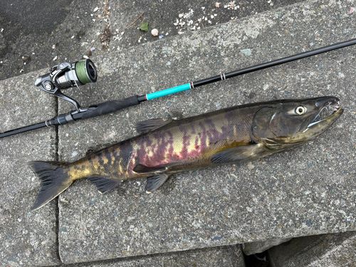 アキアジの釣果