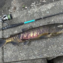 アキアジ