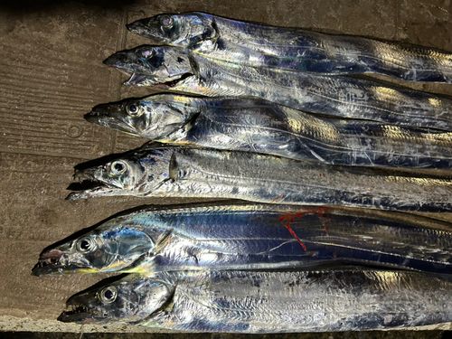 タチウオの釣果