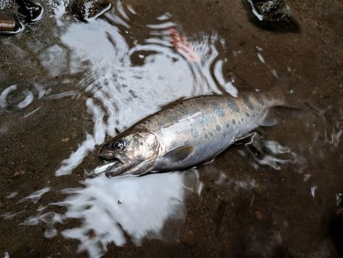 ヤマメの釣果