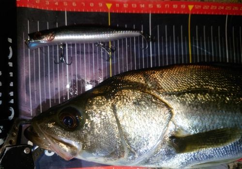 シーバスの釣果