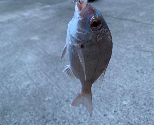 チャリコの釣果