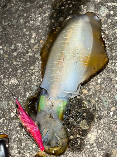 錦江湾
