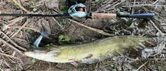 ナマズの釣果