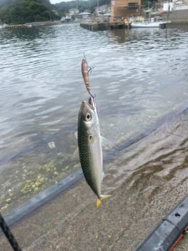 サバの釣果