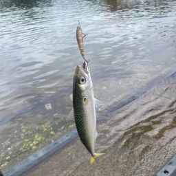 サバ