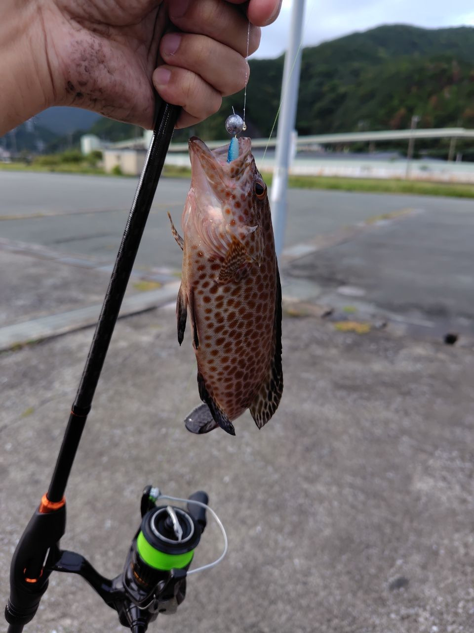 セイゴ（ヒラスズキ）