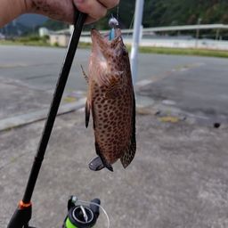 セイゴ（ヒラスズキ）