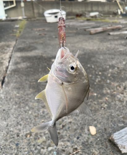 メッキの釣果