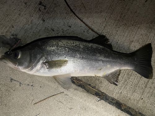 セイゴ（ヒラスズキ）の釣果