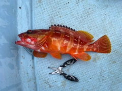 アカハタの釣果