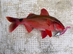 オジサンの釣果