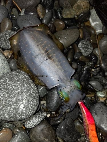 片浜海岸