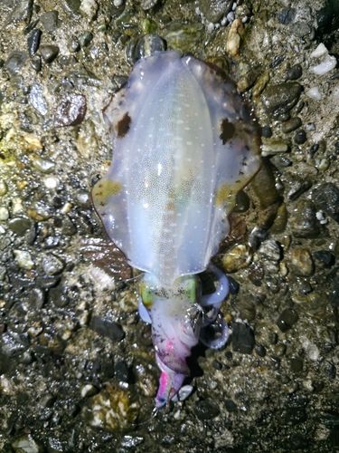 桂浜