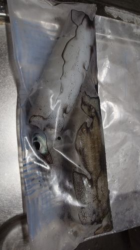 伊勢湾