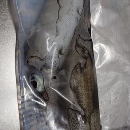 アオリイカ