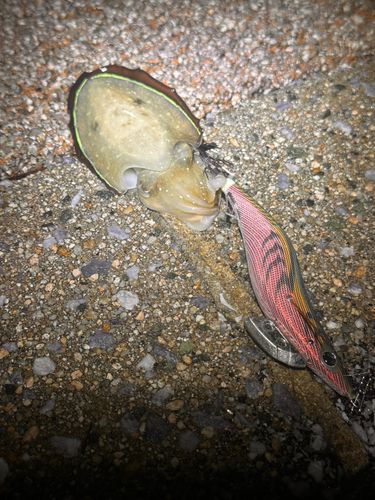 モンゴウイカの釣果