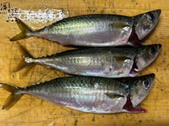 マサバの釣果