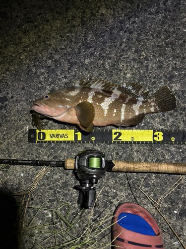 アコウの釣果