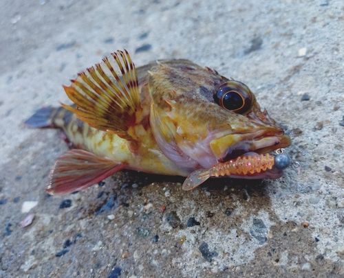 カサゴの釣果