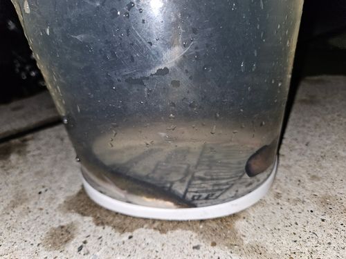 ウナギの釣果