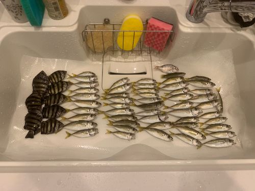 アジの釣果