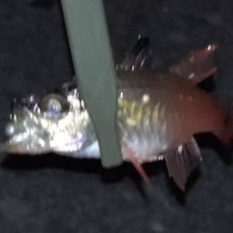 ネンブツダイ