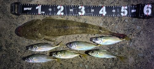 アジの釣果