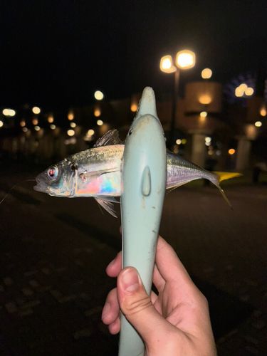 マアジの釣果