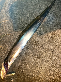 タチウオの釣果