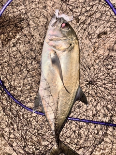 ギンガメアジの釣果