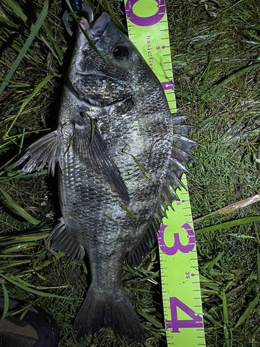 クロダイの釣果