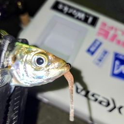 アジ