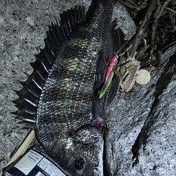 クロダイ