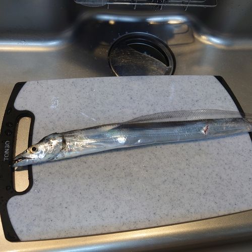 紀伊水道