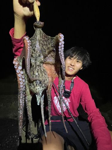 タコの釣果