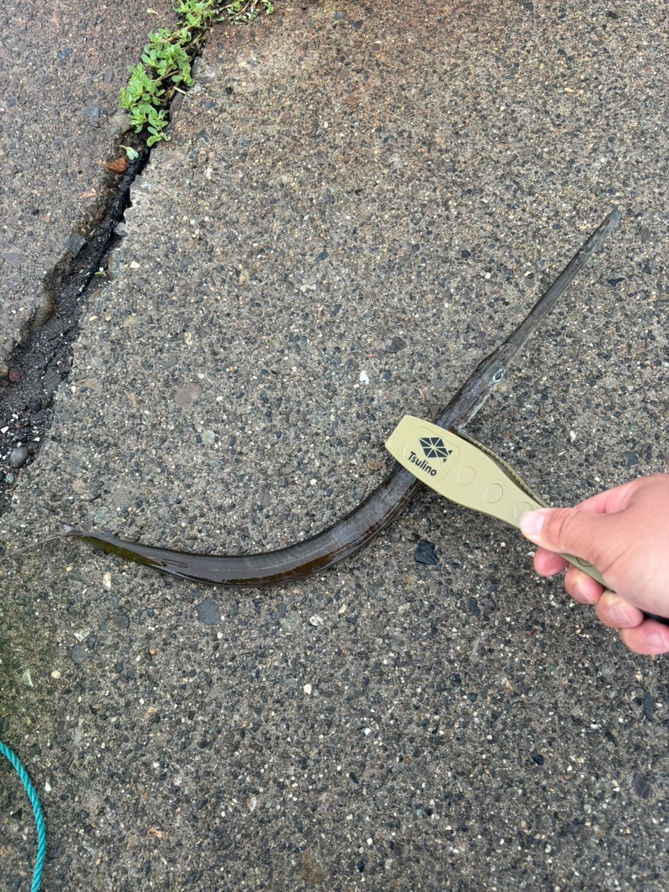 アオヤガラ