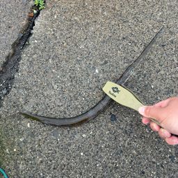 アオヤガラ