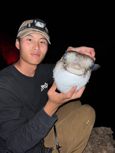 イシガキフグの釣果