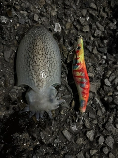 シリヤケイカの釣果