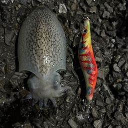 シリヤケイカ